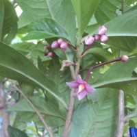 Ardisia solanacea Roxb.